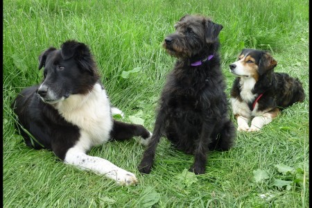 Dog Control Act 2014